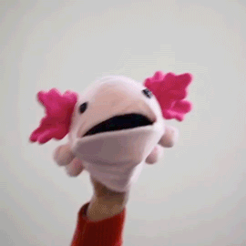 Cute Axolotl puppet (animated gif)