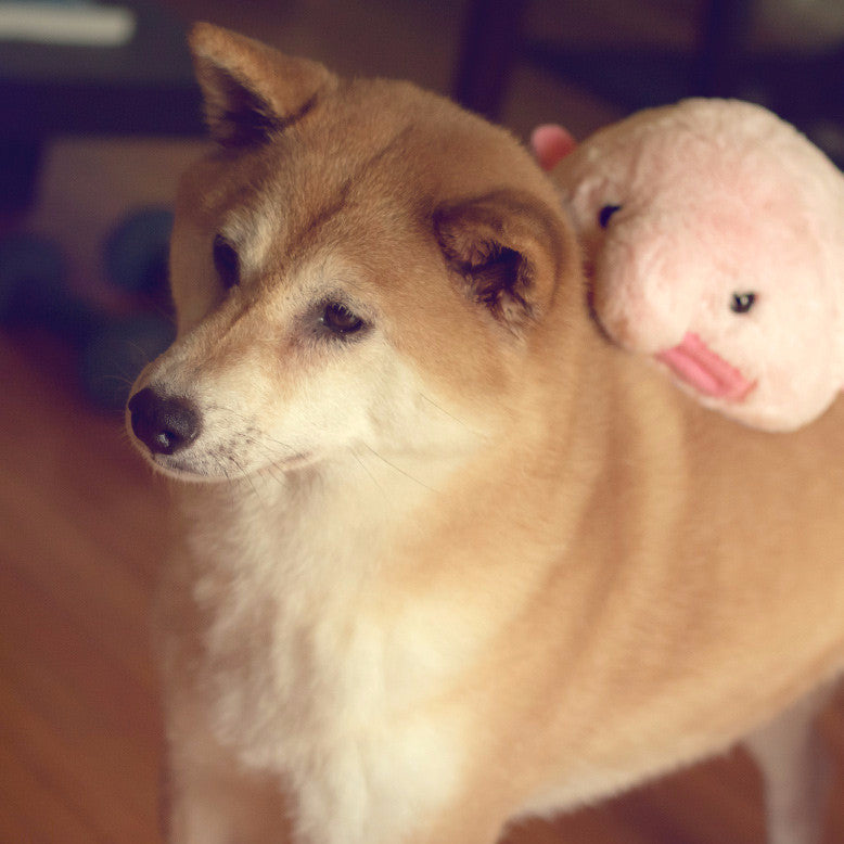 Blobfish Mini